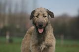 IRISH WOLFHOUND 290